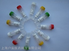 清道夫受体STAB2抗体