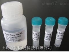 磷酸化复制因子A蛋白2抗体